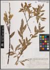 Foto von Salix daphnoides Vill.